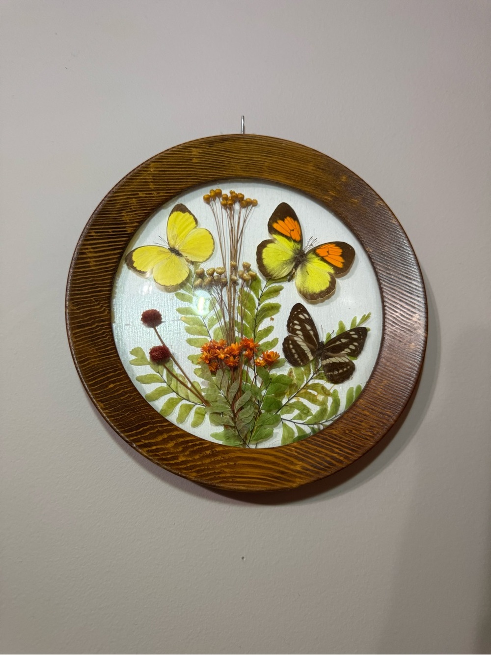 Vintage Butterfly Taxidermy Circle Wall Hanging MCM CottageCore